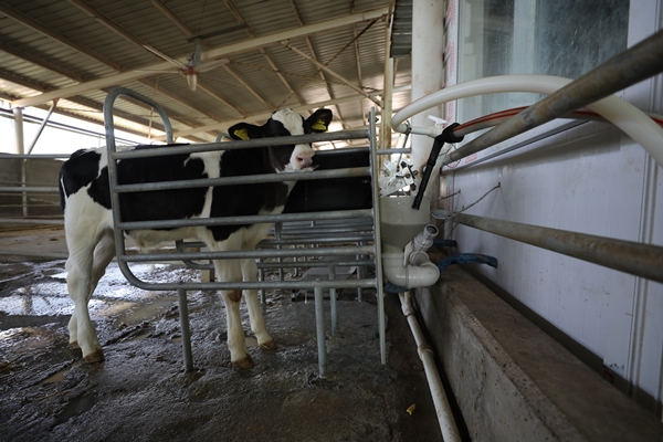 Foto - Cezaevinin elektrik ihtiyacı gübreden sağlanıyor!
