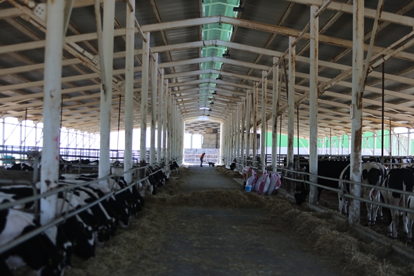 Foto - Cezaevinin elektrik ihtiyacı gübreden sağlanıyor!