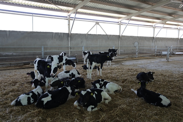 Foto - Cezaevinin elektrik ihtiyacı gübreden sağlanıyor!