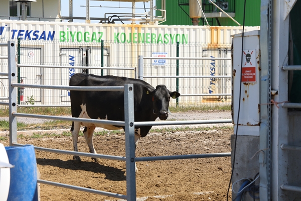 Cezaevinin elektrik ihtiyacı gübreden sağlanıyor!