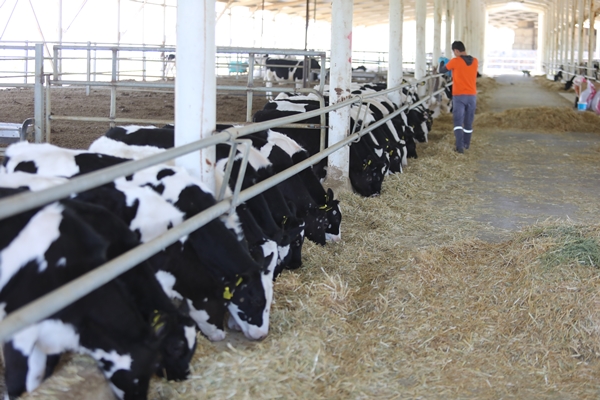 Foto - Cezaevinin elektrik ihtiyacı gübreden sağlanıyor!