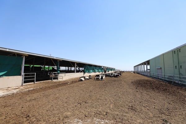 Foto - Cezaevinin elektrik ihtiyacı gübreden sağlanıyor!