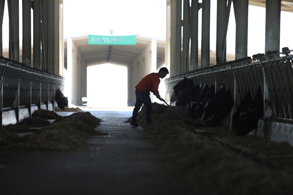 Foto - Cezaevinin elektrik ihtiyacı gübreden sağlanıyor!