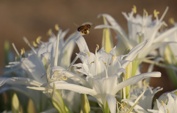 Foto - Cezası 244 bin TL! Siz siz olun bu çiçekten uzak durun