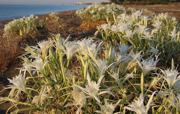 Foto - Cezası 244 bin TL! Siz siz olun bu çiçekten uzak durun
