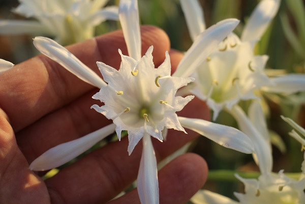 Foto - Cezası 244 bin TL! Siz siz olun bu çiçekten uzak durun