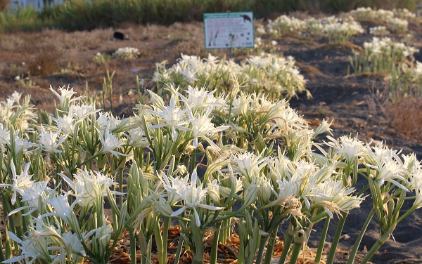 Foto - Cezası 244 bin TL! Siz siz olun bu çiçekten uzak durun