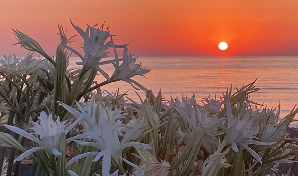 Foto - Cezası 244 bin TL! Siz siz olun bu çiçekten uzak durun
