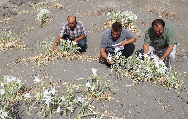 Foto - Cezası 244 bin TL! Siz siz olun bu çiçekten uzak durun