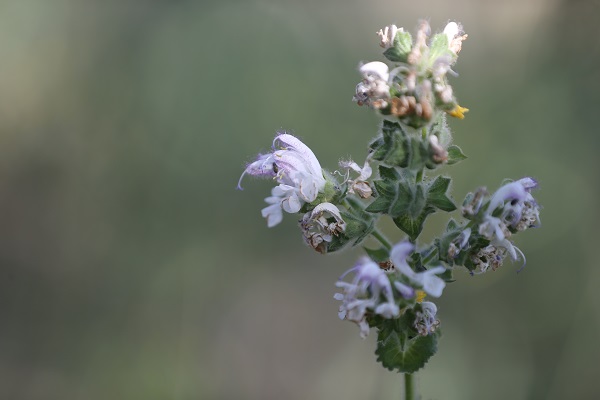 Foto - Cezası 387 bin 141 lira! Siz siz olun bu bitkinin yanına yaklaşmayın