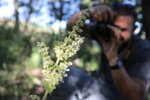 Foto - Cezası 387 bin 141 lira! Siz siz olun bu bitkinin yanına yaklaşmayın