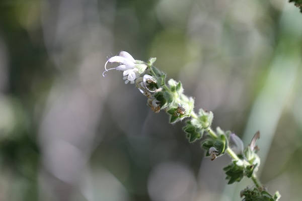 Foto - Cezası 387 bin 141 lira! Siz siz olun bu bitkinin yanına yaklaşmayın