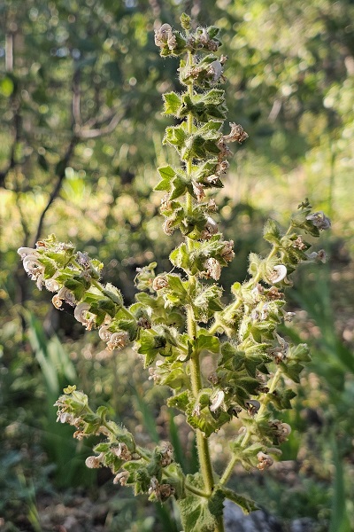 Foto - Cezası 387 bin 141 lira! Siz siz olun bu bitkinin yanına yaklaşmayın