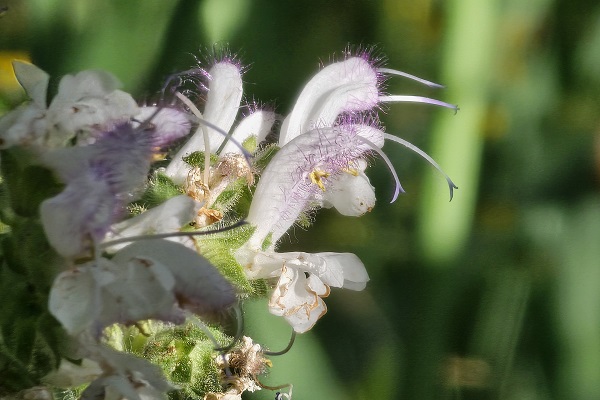 Foto - Cezası 387 bin 141 lira! Siz siz olun bu bitkinin yanına yaklaşmayın