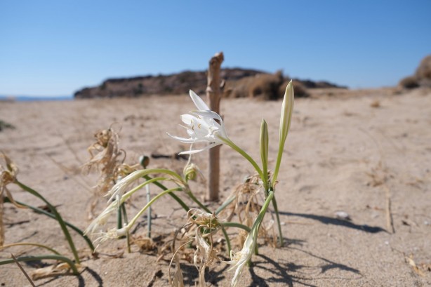 Cezasını duymak bile istemezsiniz! Bu çiçeği koparan yandı