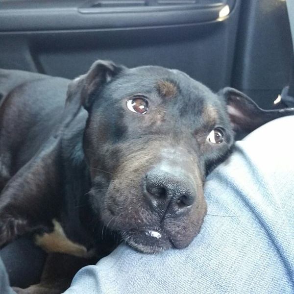 Foto - Charlie Bravo'nun acıklı hikayesi