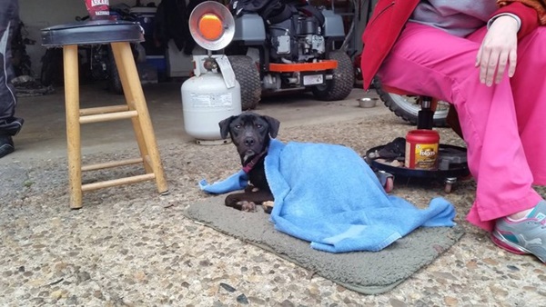 Foto - Charlie Bravo'nun acıklı hikayesi