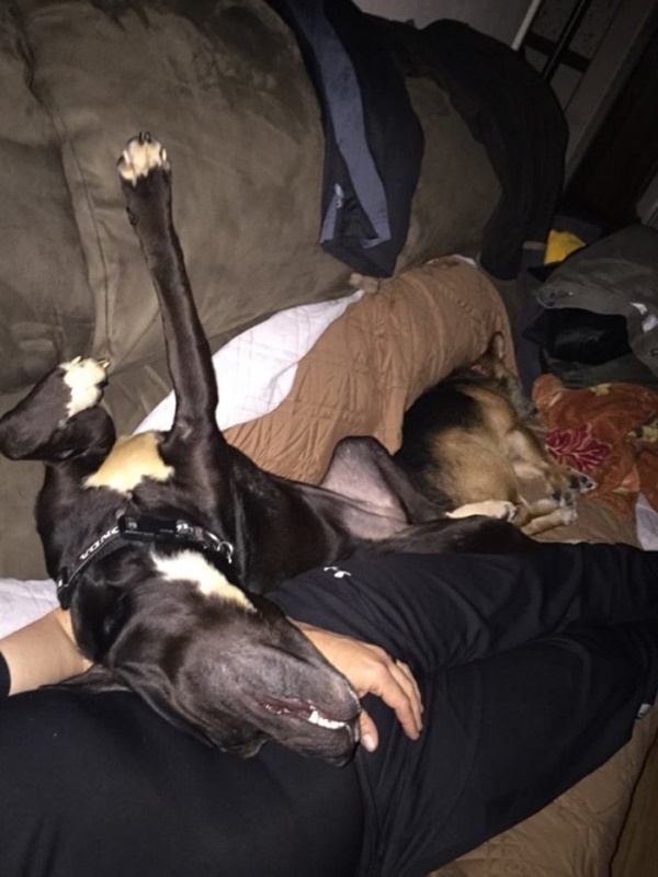 Foto - Charlie Bravo'nun acıklı hikayesi