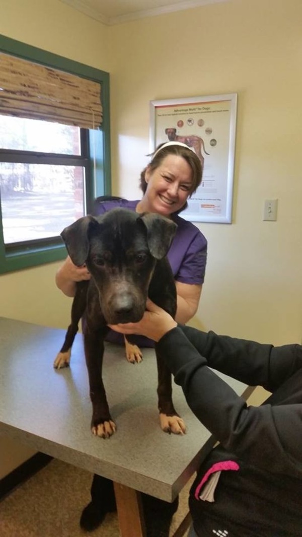 Foto - Charlie Bravo'nun acıklı hikayesi