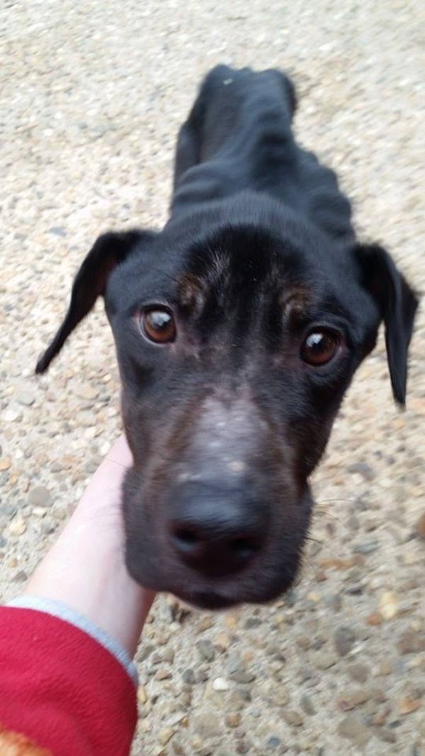 Foto - Charlie Bravo'nun acıklı hikayesi