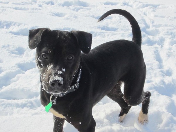 Foto - Charlie Bravo'nun acıklı hikayesi