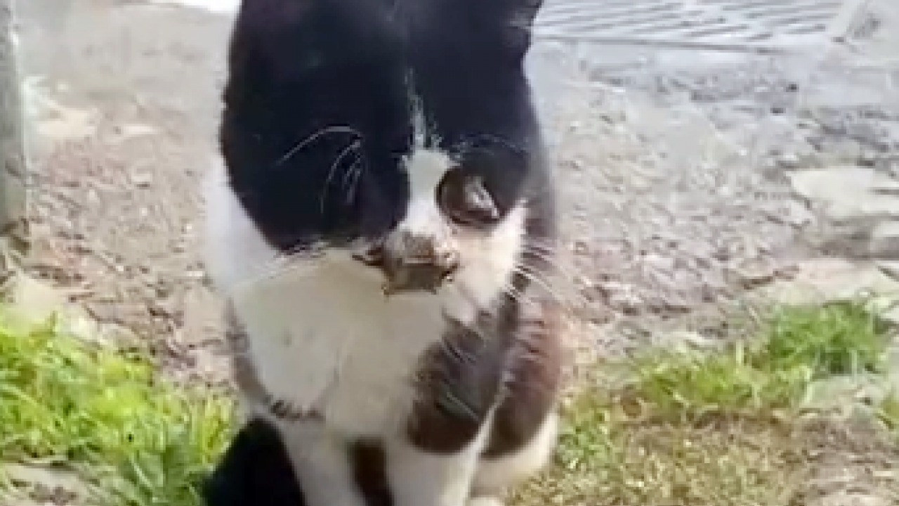 CHP hayvanlarda bile ayrım yapıyor: CHP’lilerin hayvanseverliği sözde kaldı