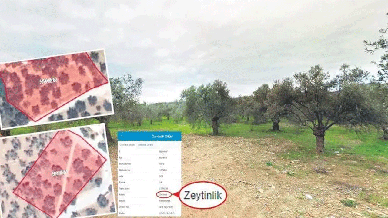 Foto - CHP’li başkandan İhanet! Kaz dağları parsel parsel…