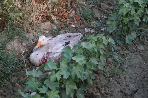 Foto - CHP’li başkandan kan donduran sözler: Hepsini vurdum, git etleri soğumadan al