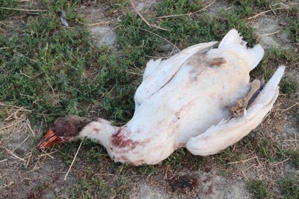 Foto - CHP’li başkandan kan donduran sözler: Hepsini vurdum, git etleri soğumadan al