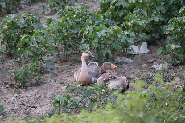CHP’li başkandan kan donduran sözler: Hepsini vurdum, git etleri soğumadan al