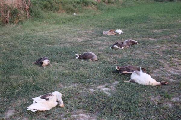 Foto - CHP’li başkandan kan donduran sözler: Hepsini vurdum, git etleri soğumadan al