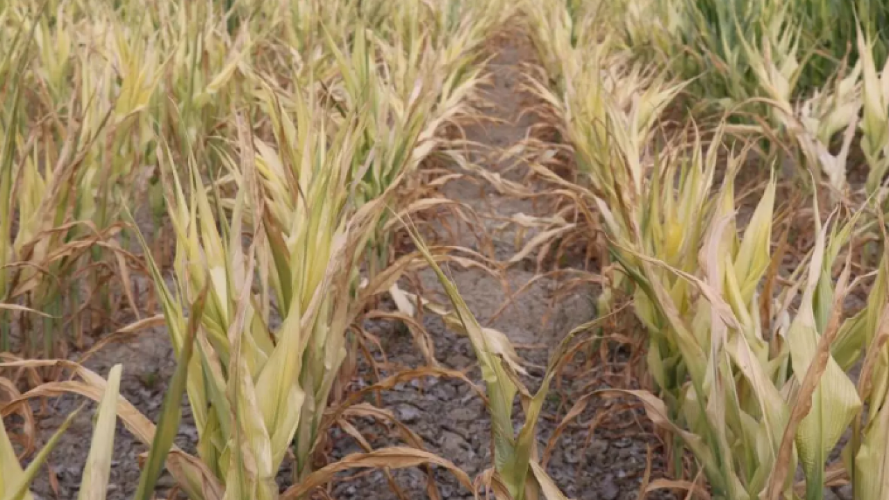 Foto - CHP’li belediyeden pis işler! Çiftçiye arıtılmamış su verdi 1.6 milyon lira ceza yedi