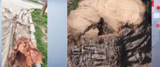 Foto - CHP'li belediyeler dur durak bilmiyor! İstanbul'dan sonra bu kez de İzmir'de ağaç katliamı