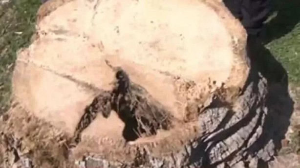 Foto - CHP'li belediyeler dur durak bilmiyor! İstanbul'dan sonra bu kez de İzmir'de ağaç katliamı