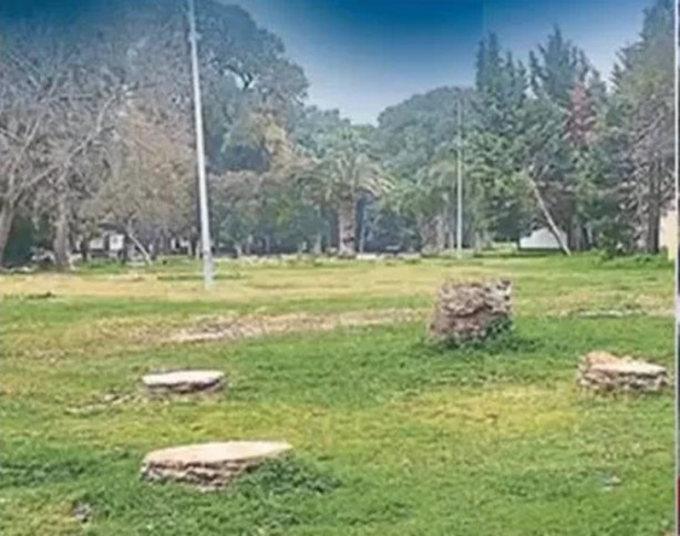 CHP'li belediyeler dur durak bilmiyor! İstanbul'dan sonra bu kez de İzmir'de ağaç katliamı