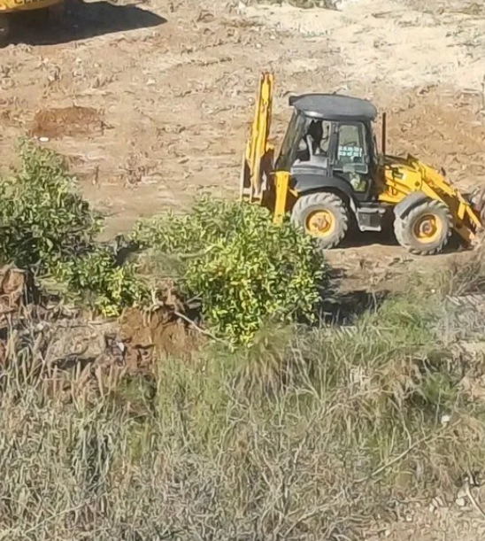 Foto - CHP’li belediyenin ağaç katliamına bakanlık dur dedi
