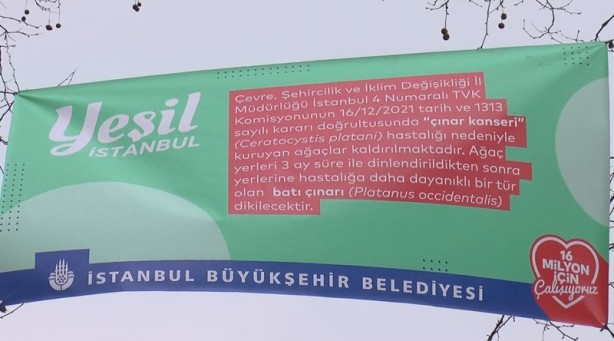 Foto - CHP'li İBB 112 tarihi çınarı kökünden kestirmişti! 