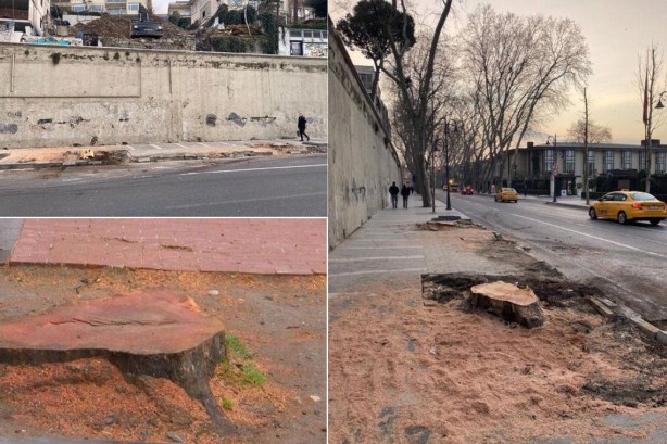 Foto - Gezici tayfa kafayı kuma gömdü! CHP'li İBB'nin ağaç katliamına AK Parti'den sert cevap