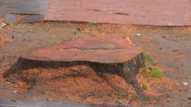 Foto - Gezici tayfa kafayı kuma gömdü! CHP'li İBB'nin ağaç katliamına AK Parti'den sert cevap