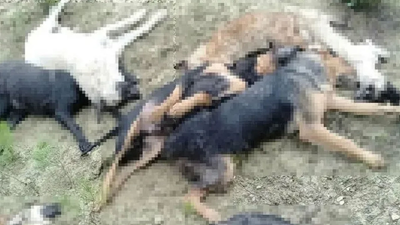 Foto - CHP’li Melek Mızrak Subaşı katliam görüntülerini bakın nasıl sildirmiş