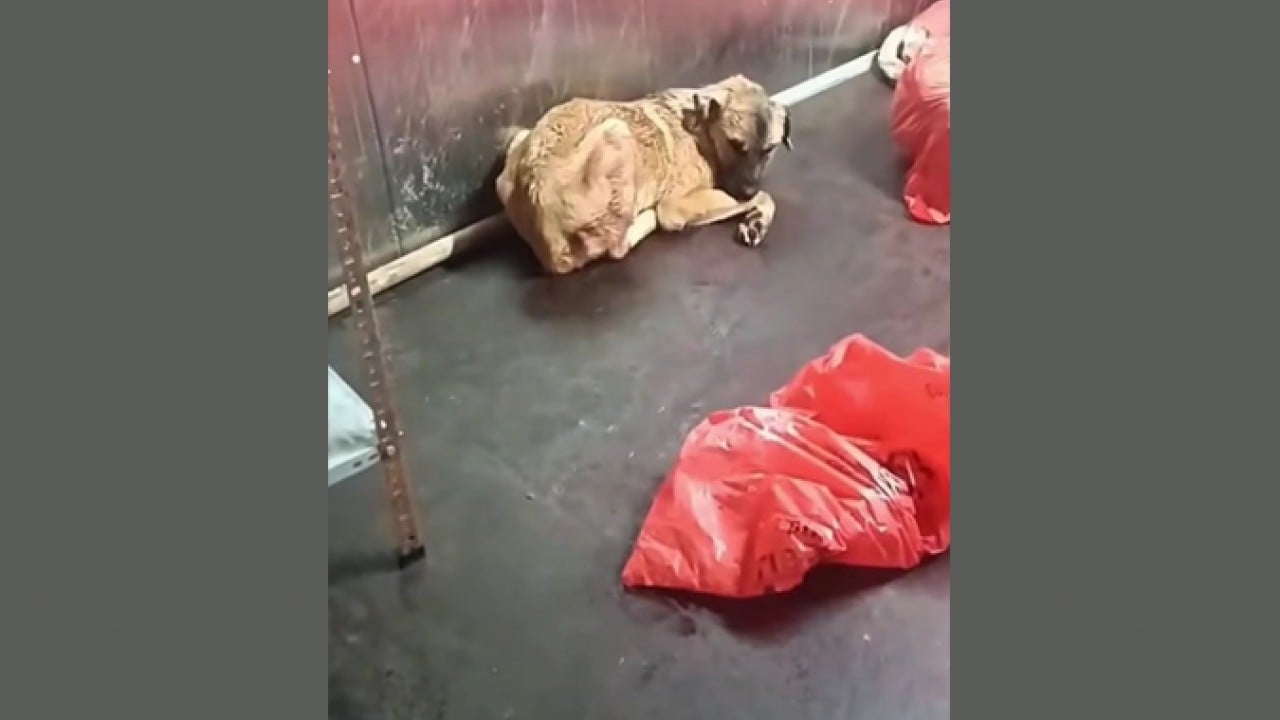 CHP’li sözde hayvanseverler meydana buyurun? Mansur’un barınağındaki çöpten ölü köpekler çıktı