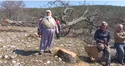 CHP'nin ikiyüzlülüğü! Ağaç katliamını yapan yandaş olunca sözde çevreciler suspus