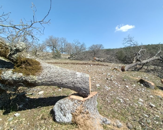 Foto - CHP'nin ikiyüzlülüğü! Ağaç katliamını yapan yandaş olunca sözde çevreciler suspus