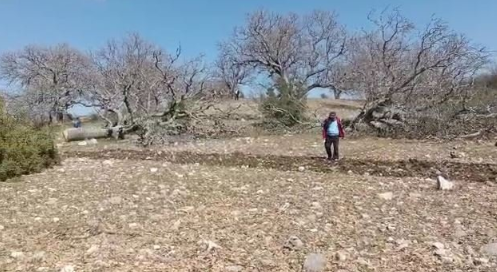 Foto - CHP'nin ikiyüzlülüğü! Ağaç katliamını yapan yandaş olunca sözde çevreciler suspus