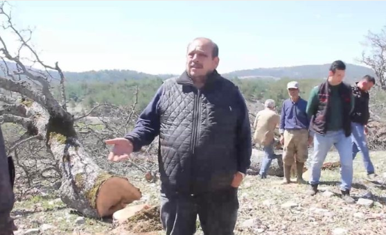 Foto - CHP'nin ikiyüzlülüğü! Ağaç katliamını yapan yandaş olunca sözde çevreciler suspus