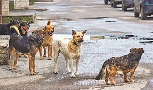 Foto - CHP’nin kovmaya yer aradığı vekilinden "yapma yav" dedirten sokak köpeği çıkışı