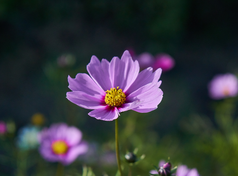 Foto - Çiçeği coşturma tüyosu! Solma ve dökülme derdi de olmuyor anında etki gösteriyor