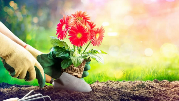 Foto - Çiçeği coşturma tüyosu! Solma ve dökülme derdi de olmuyor anında etki gösteriyor