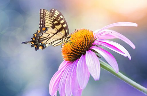 Foto - Çiçeği coşturma tüyosu! Solma ve dökülme derdi de olmuyor anında etki gösteriyor