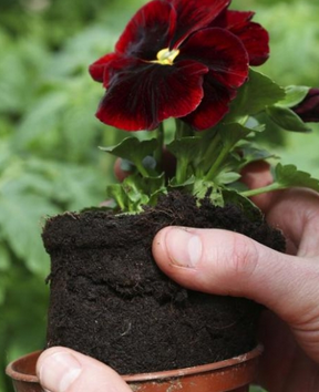 Foto - Çiçeği coşturma tüyosu! Solma ve dökülme derdi de olmuyor anında etki gösteriyor